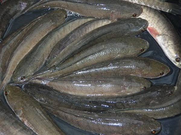 Manfaat Ikan Gbus Untuk Menambah Stamina