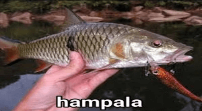 Umpan Ikan Hampala, Dijamin Joos