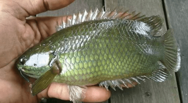 Umpan Ikan Betok atau Betik