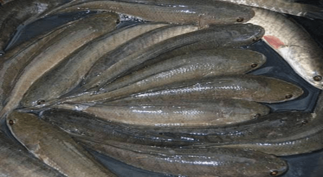 Ikan Gabus Malas Makan? Ini Penyebabnya